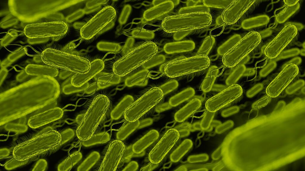 Immagine di batteri come quello della legionella