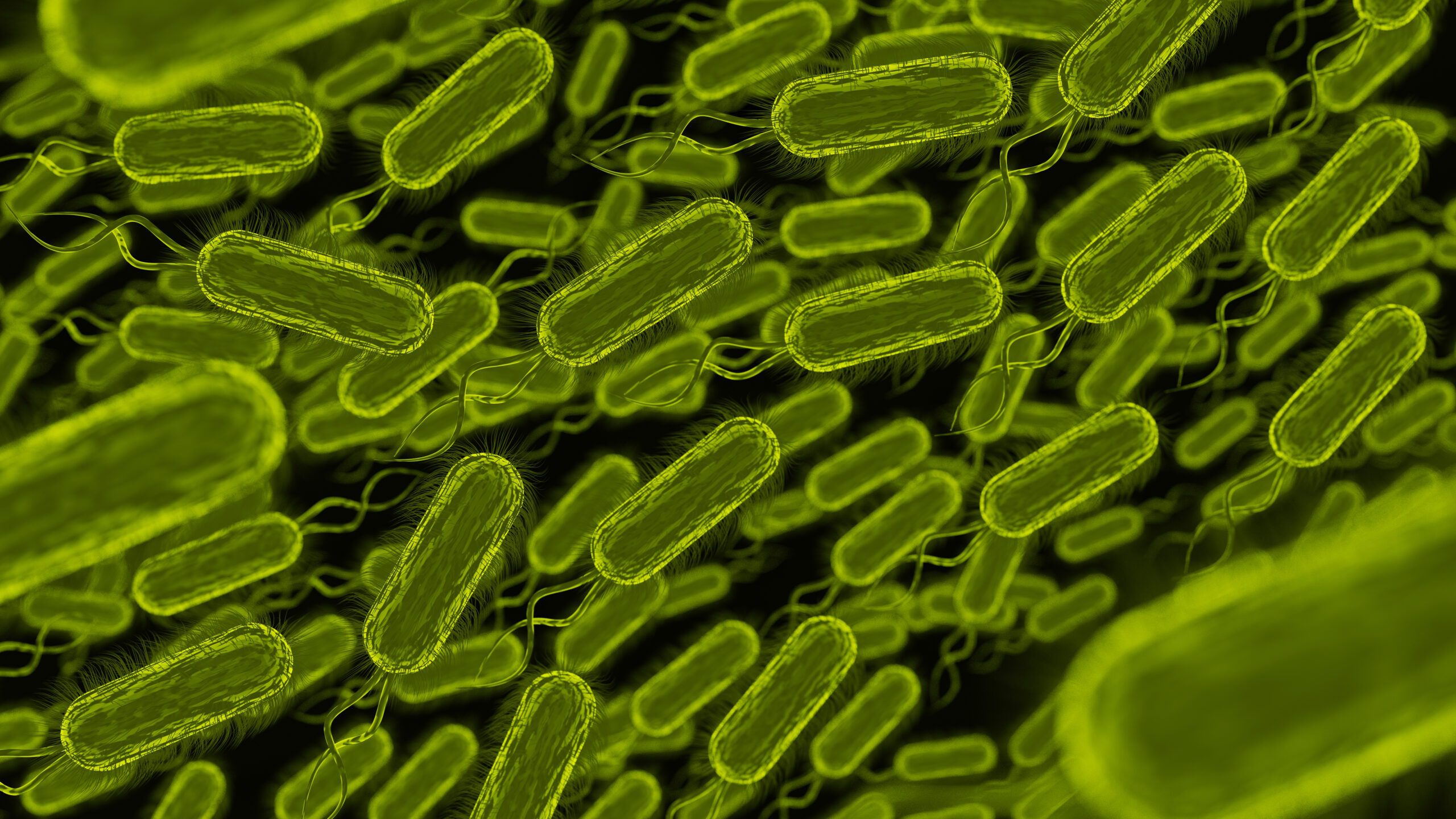 Immagine di batteri come quello della legionella